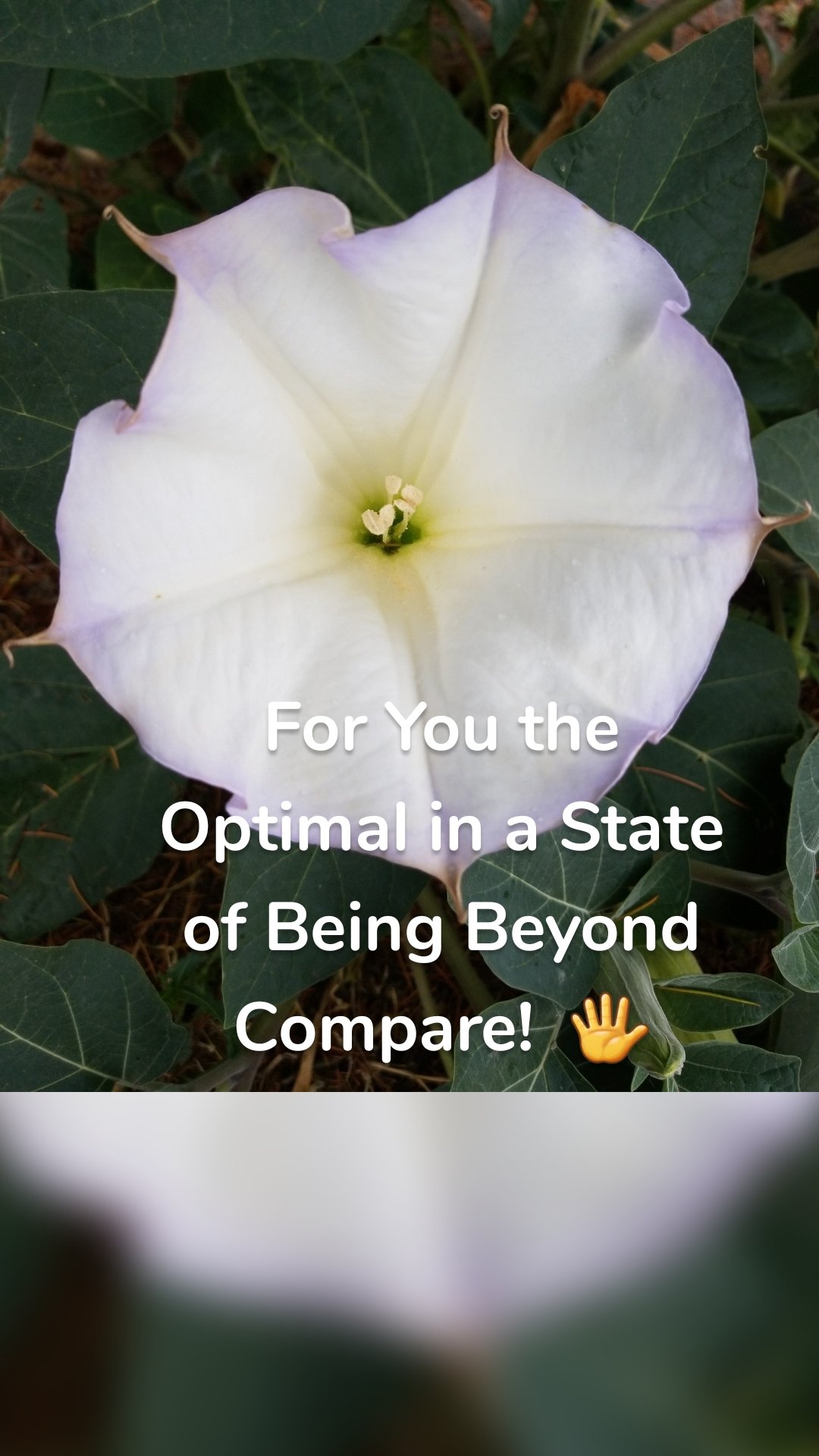 For You the Optimal in a State of Being Beyond Compare!  🖐